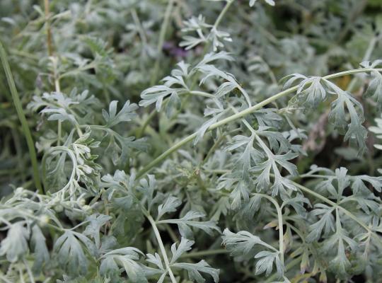Artemisia abs. Lambrook Silver