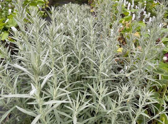 Artemisia ludo. Silver Queen