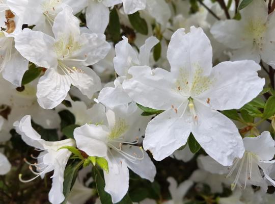 Azalea japonica Pleasant White