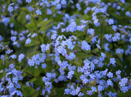 Brunnera macrophylla Blaukuppel