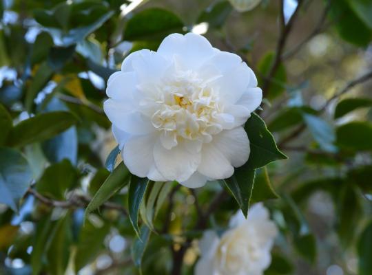 Camellia jap. Alba Plena