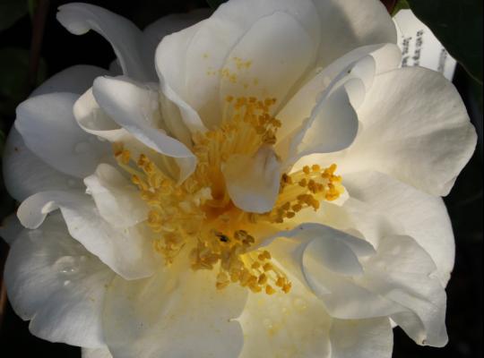 Camellia jap. Silver Anniversary