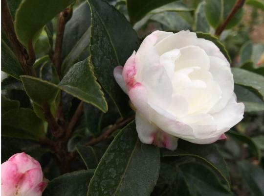Camellia sasanqua Hime Botan