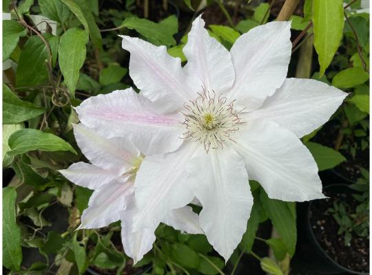 Clematis Hyde Hall