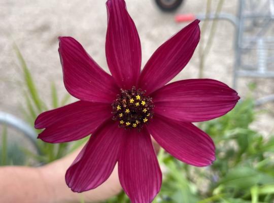 Cosmos atrosanguineus Chocolate
