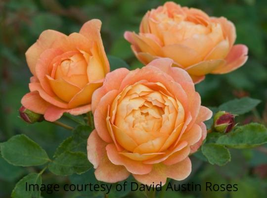 Rosa Lady of Shalott ®