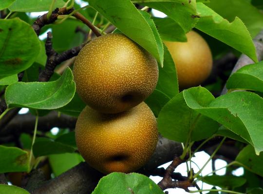 Pear pyrifolia Hosui (Asian)