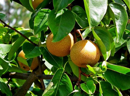 Pear pyrifolia Niitaka (Asian)
