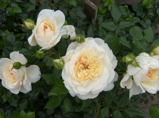 Rosa Queen's Jubilee Rose