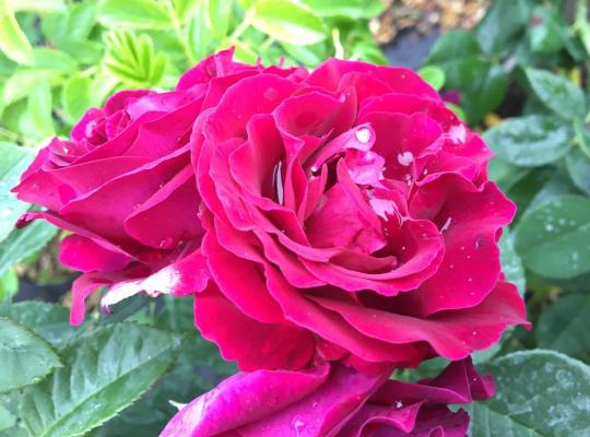 Rosa Souvenir du Docteur Jamain