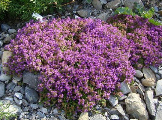 Thymus Purple Beauty