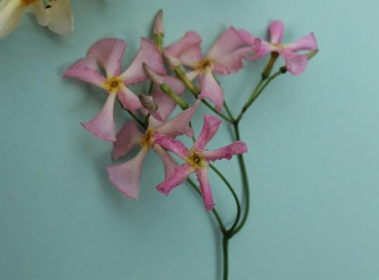 Trachelospermum jas Rose