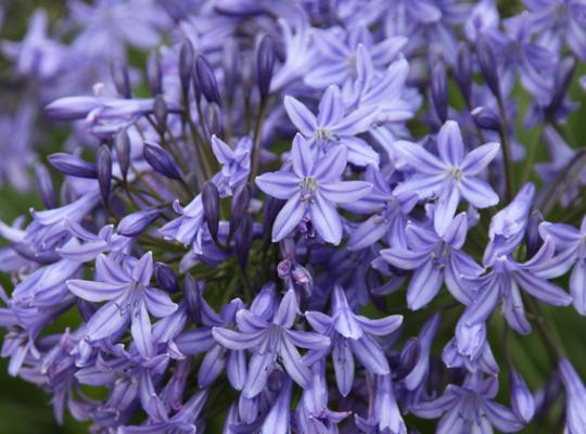 Agapanthus Dr.Brouwer
