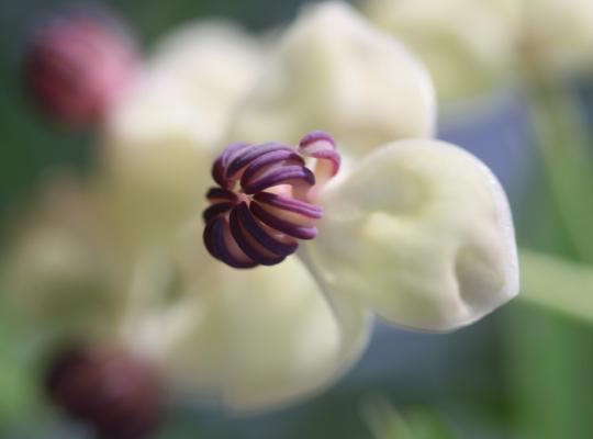 Akebia quinata Cream flowered