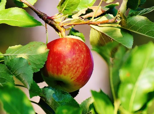 Apple Cox's Self-fertile