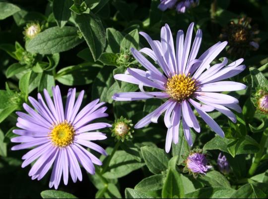 Aster x frikartii Monch