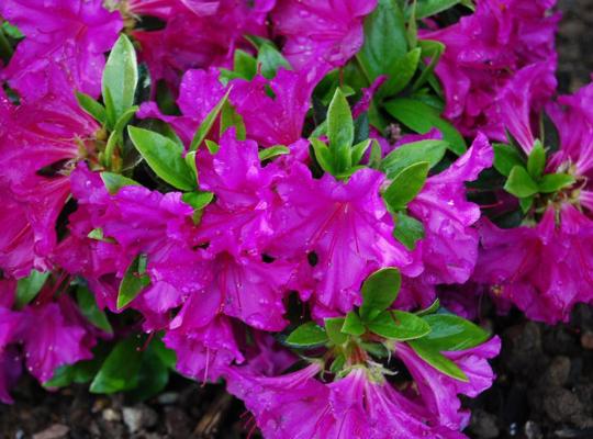 Azalea japonica Blaue Donau