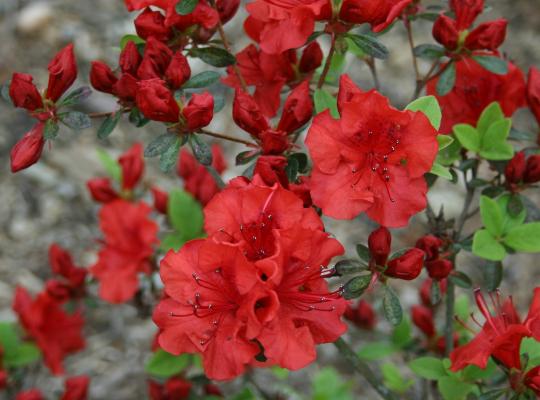 Azalea japonica Red