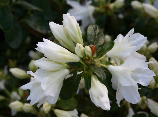 Azalea japonica Snow