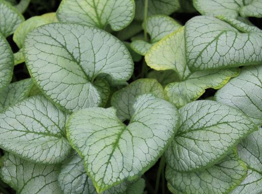 Brunnera macrophylla 'Looking Glass'