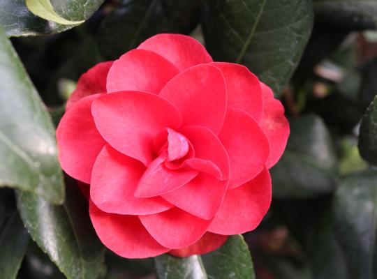 Camellia jap. Ace of Hearts