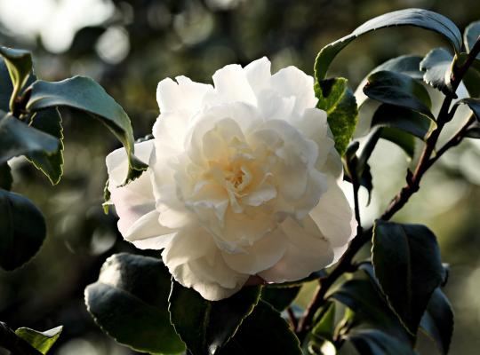 Camellia jap. Campsii Alba