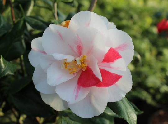 Camellia jap. Lady Vansittart
