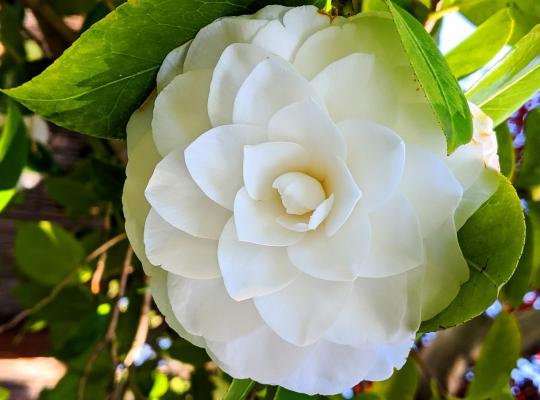 Camellia jap. Nuccios Gem