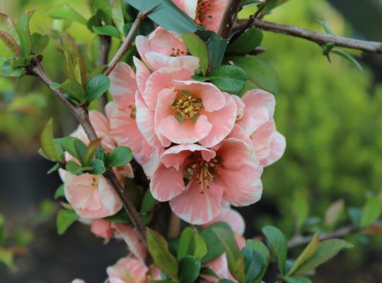 Chaenomeles speciosa Mme. Butterfly