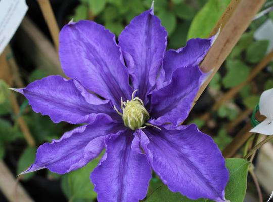 Clematis Lasurstern