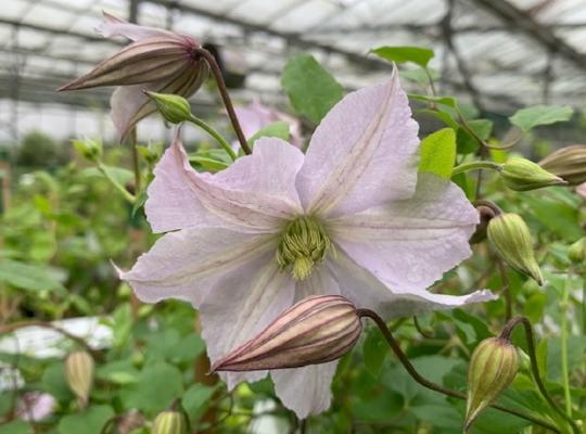 Clematis White Prince Charles
