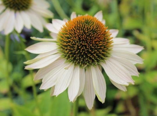 Echinacea purpurea Fragrant Angel