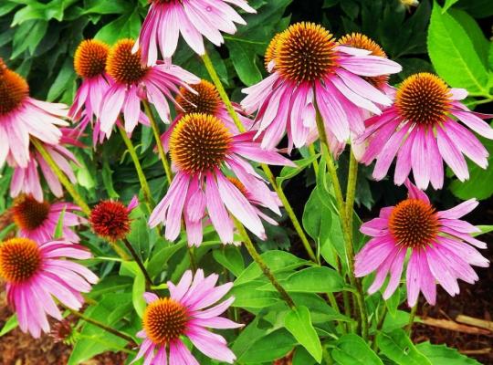 Echinacea purpurea Kim's Knee High