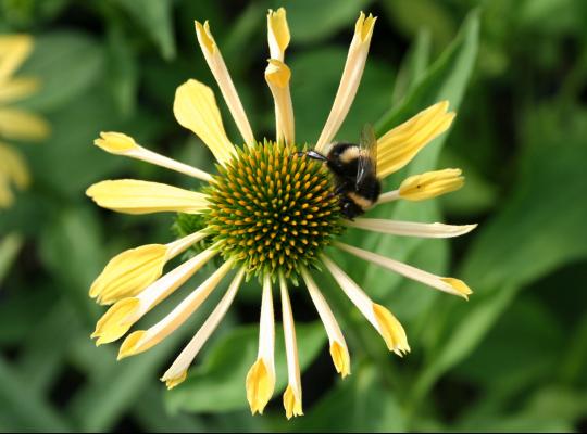 Echinacea Sunrise