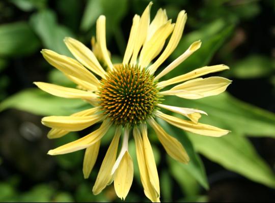 Echinacea Sunrise