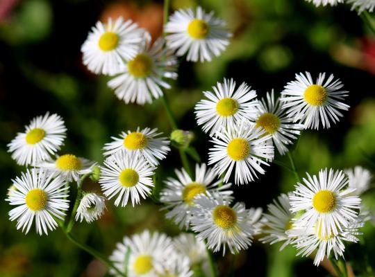 Erigeron Snow White