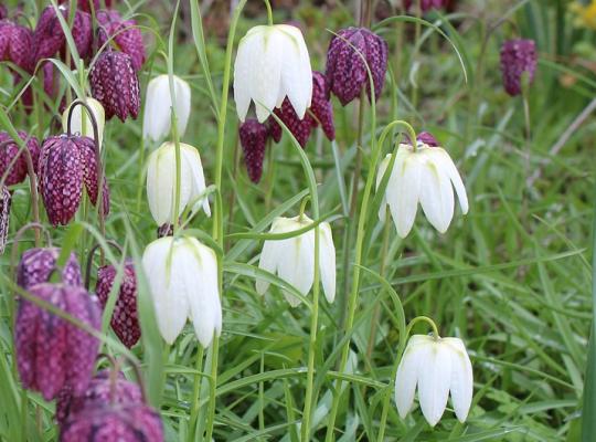 Fritillaria Meleagris Alba