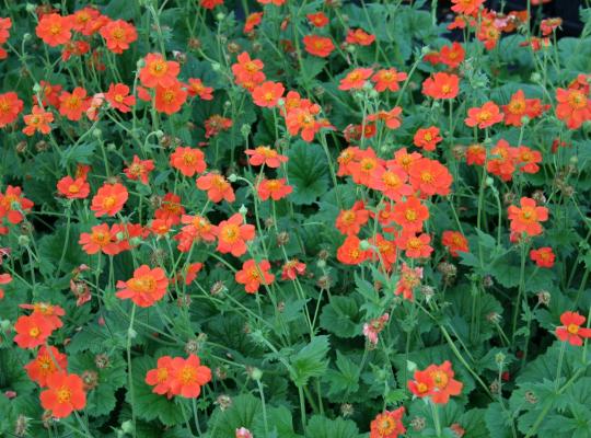 Geum borisii