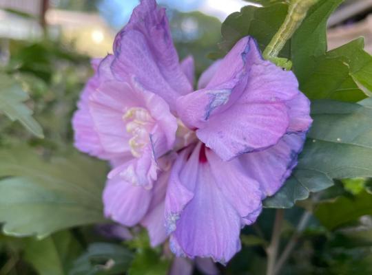 Hibiscus syricaus Ardens