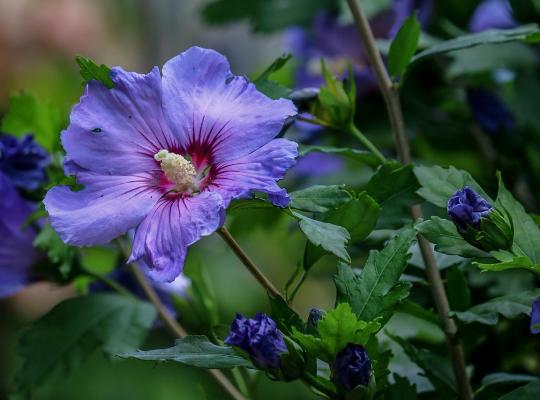 Hibiscus syriacus Marina