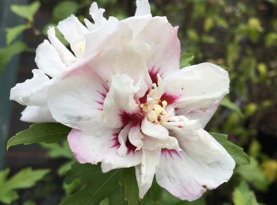 Hibiscus syriacus Speciosus