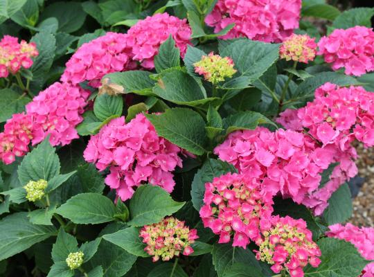 Hydrangea mac. Red Baron