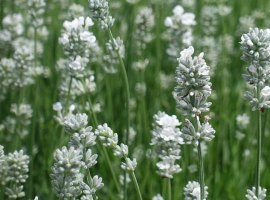 Lavandula ang. Edelweiss