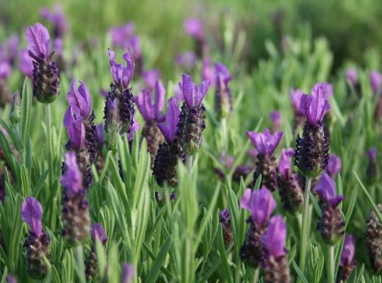 Lavandula stoechas 'Anouk'