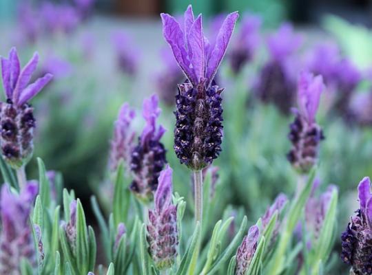 Lavandula Lusitanica Lusi Purple