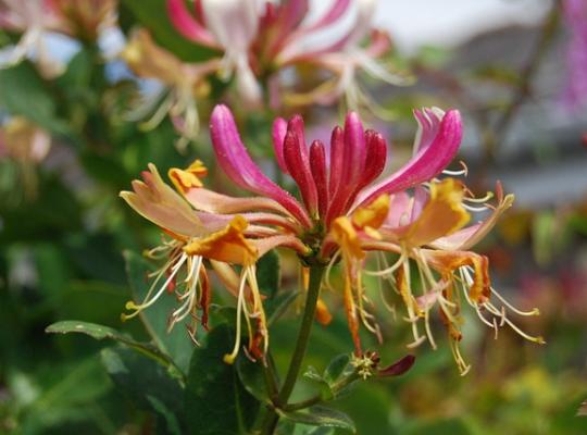 Lonicera x heckrottii American Beauty