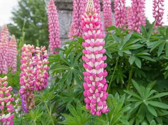 Lupinus Gallery Pink