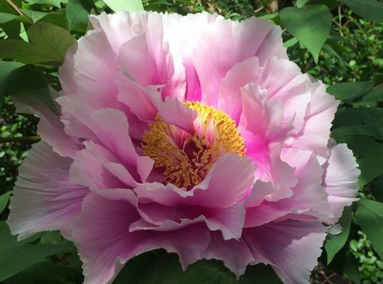 Paeonia suffruticosa Yin Hong Qiao Dui