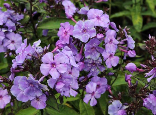 Phlox paniculata Amethyst