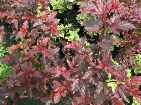 Physocarpus opul. Lady in Red